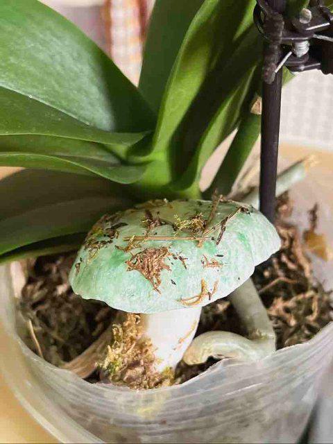 南女子手搓野生菌冰箱贴超逼真开元棋牌开屏热搜放大镜｜云(图2)