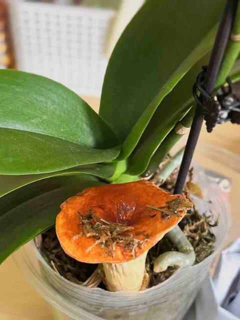 南女子手搓野生菌冰箱贴超逼真开元棋牌开屏热搜放大镜｜云(图4)